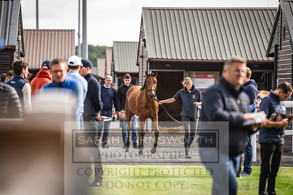 Goffs UK PY24-81