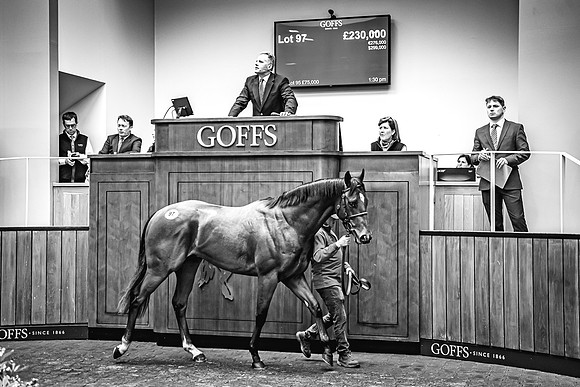 Goffs UK Breeze Up 2022-312