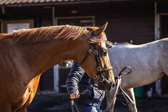 Goffs UK Breeze Up 2022-102