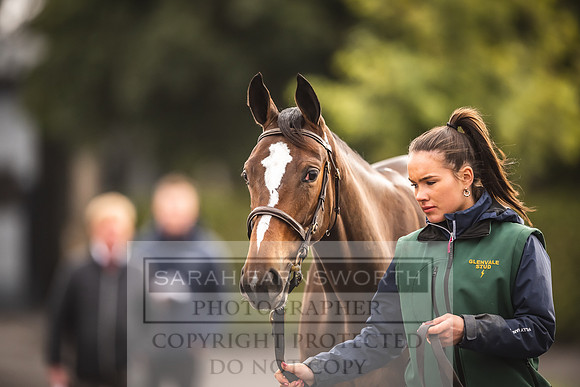 Goffs Orby 2022 Day 1-57