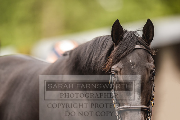 Goffs Orby 2022 Day 1-49
