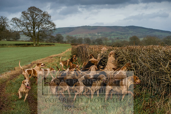 Ludlow 261215-455