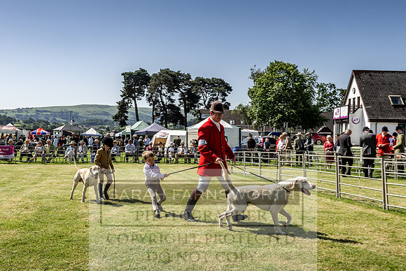 Builth Hound Show 2019-31