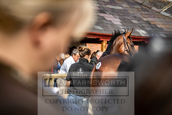 GUK Yorton Sale 2019-352