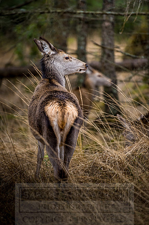 Glen Coe & Glen Etive Winter-10