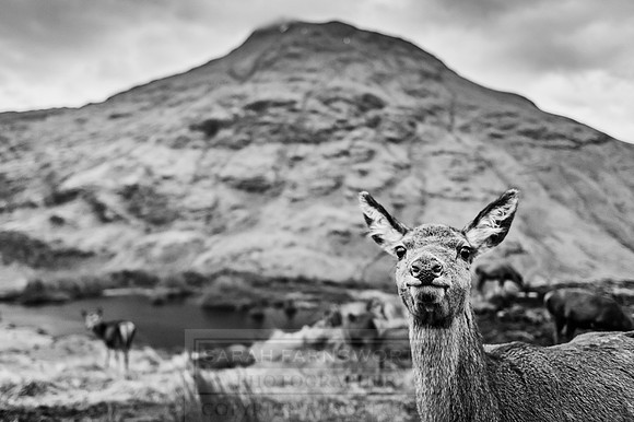 Glen Coe & Glen Etive Winter-11