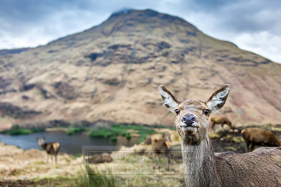Glen Coe & Glen Etive Winter-12
