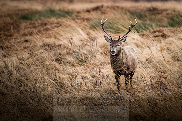 Glen Coe & Glen Etive Winter-15