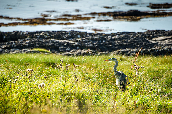 Highlands Summer 2016-60