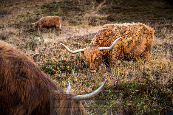 Isle of Skye Winter-85