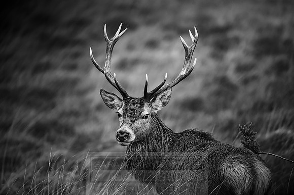 Arnisdale and Corran-151