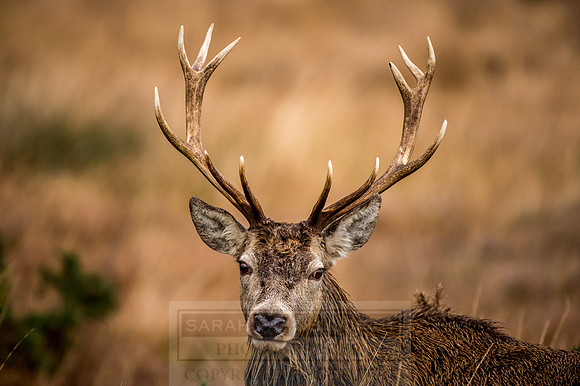 Arnisdale and Corran-153