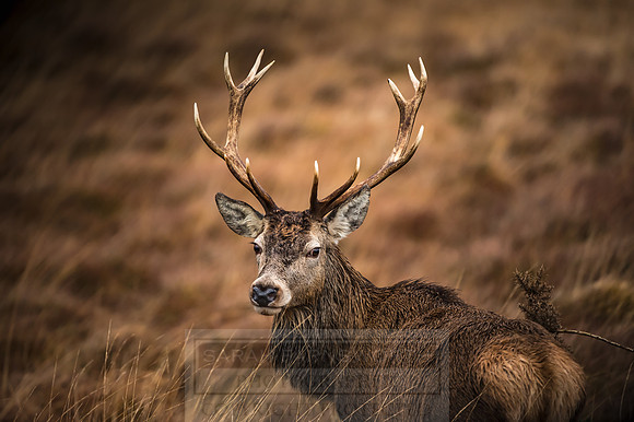 Arnisdale and Corran-152