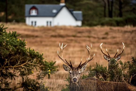Arnisdale and Corran-154