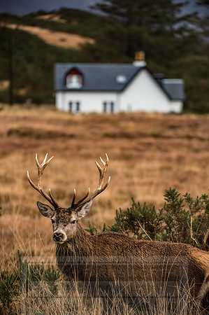 Arnisdale and Corran-155