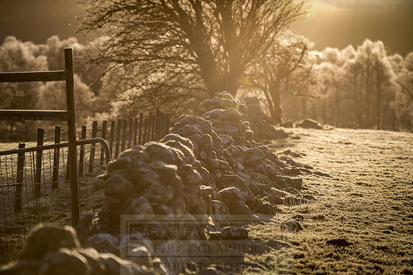highlands winter shepherd-1