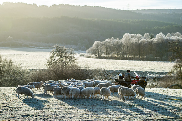 highlands winter shepherd-3