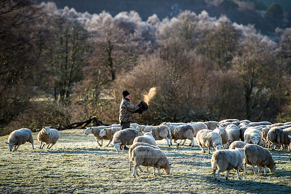 highlands winter shepherd-5