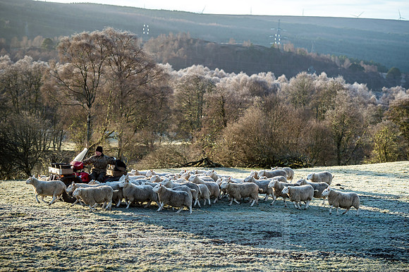 highlands winter shepherd-2
