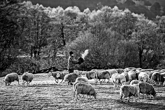 highlands winter shepherd-4