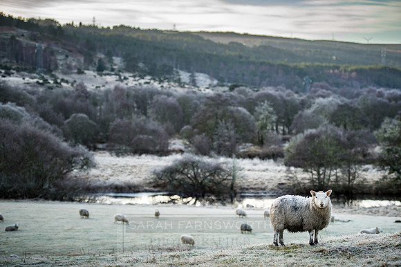 highlands winter shepherd-7