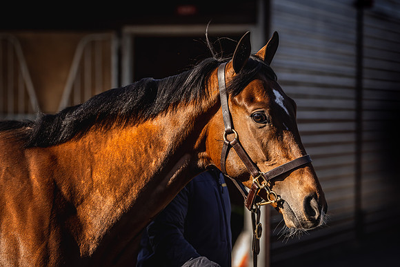 Goffs UK Breeze Up 2022-76