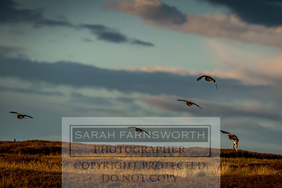 Grouse in Teesdale-59