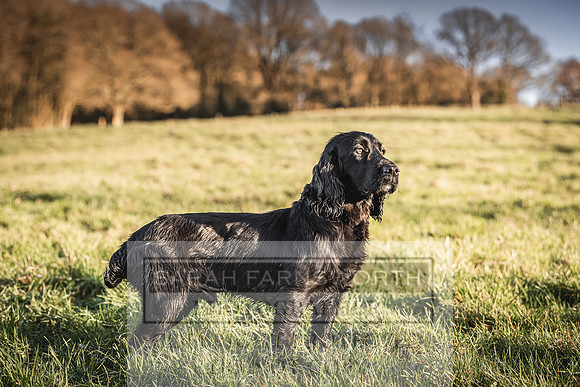 Avonmeadow Stud Dogs-102