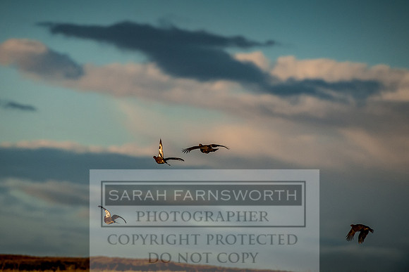 Grouse in Teesdale-58