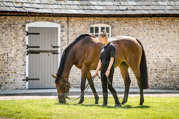 GUK Goodwood Sale 2018-19