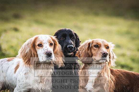 Avonmeadow Stud Dogs-130
