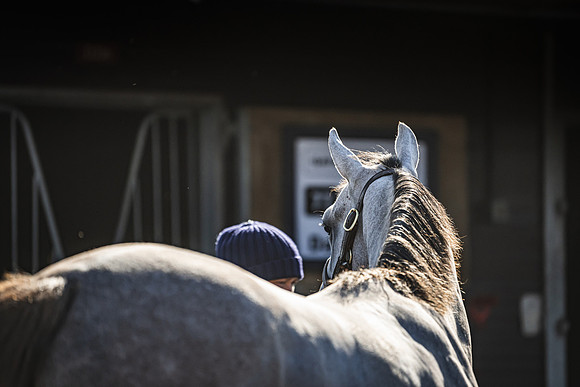 Goffs UK Breeze Up 2022-94