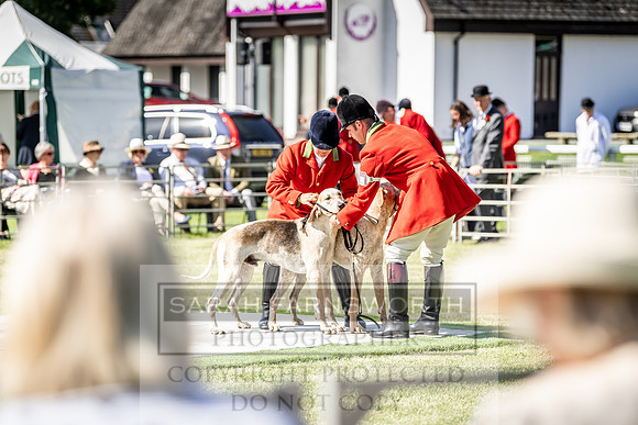 Builth Hound Show 2019-19