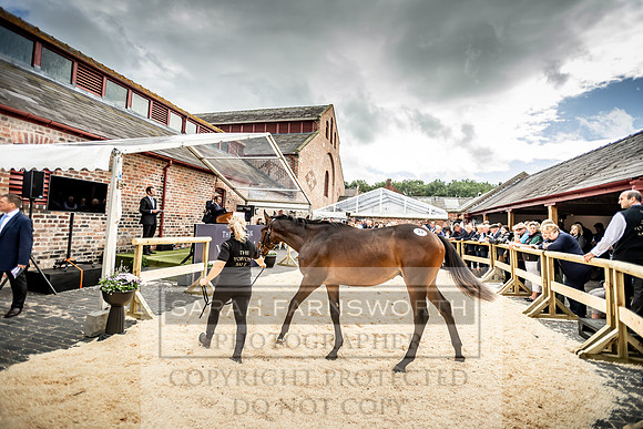 GUK Yorton Sale 2019-388