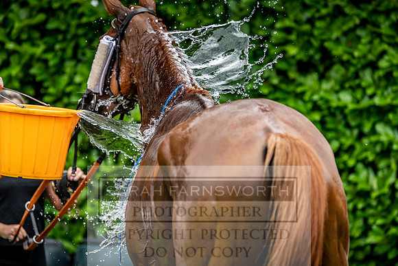 GUK Goodwood Sale 2019-25