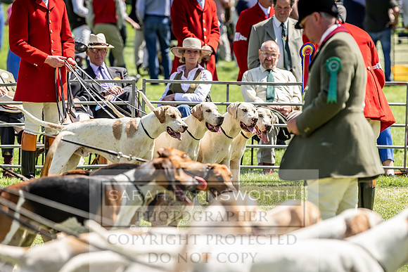 Builth Hound Show 2019-78