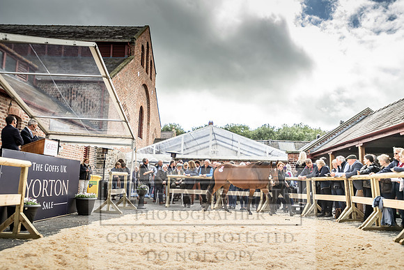 GUK Yorton Sale 2019-341