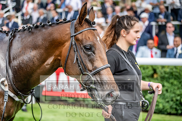 GUK Goodwood Sale 2019-115