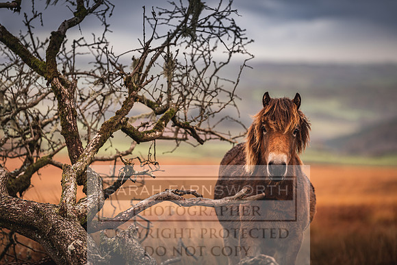 Exmoor Autumn 2020-33