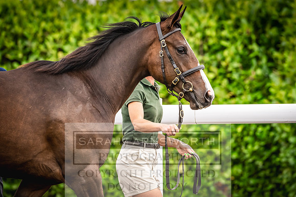 Goffs UK PY24-553