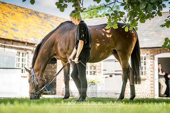 GUK Goodwood Sale 2018-4