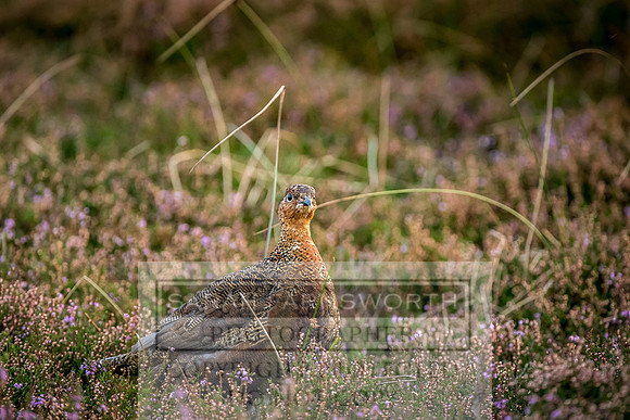 Grouse in Teesdale-18