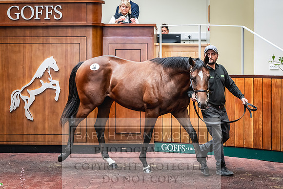 Goffs UK PY24-99