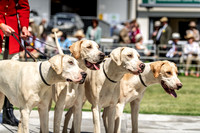 Wales and Border Counties Hound Show, Builth Wells 2019