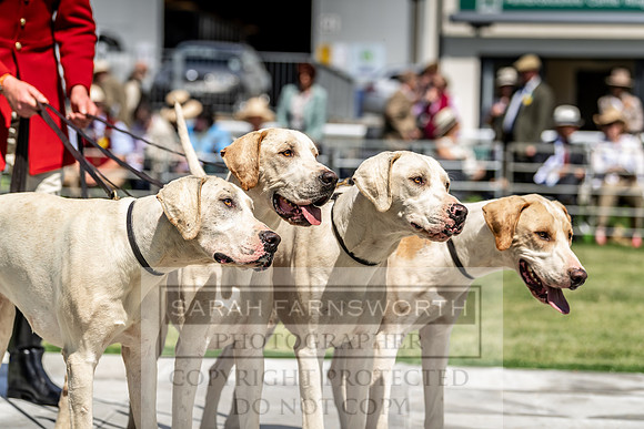 Builth Hound Show 2019-98