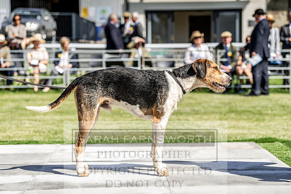 Builth Hound Show 2019-29