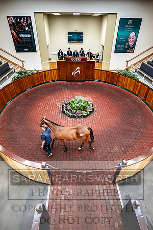 Goffs UK PY24-374