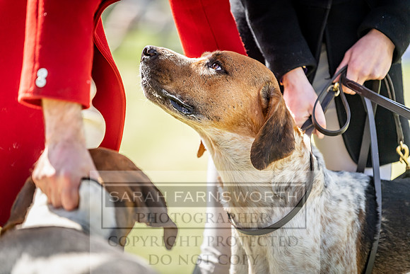 Builth Hound Show 2019-36