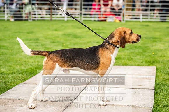 Rydal Hound show 2023-20
