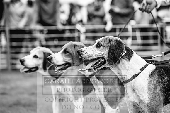 Rydal Hound show 2023-33
